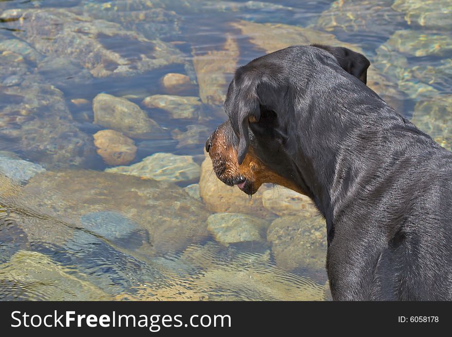 Tanker the Rottweiler watching a lake