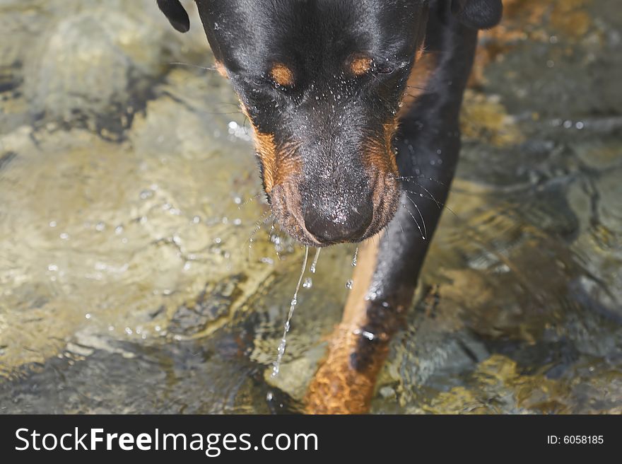 Tanker the Rottweiler in a lake