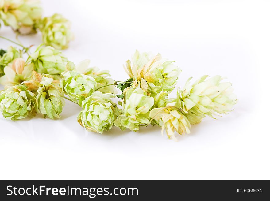 Branch of hop on a light background
