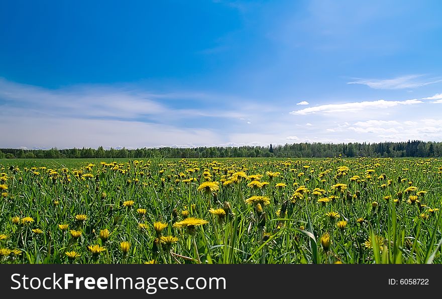 Summer meadow. Field of grass and flowers under blue sky