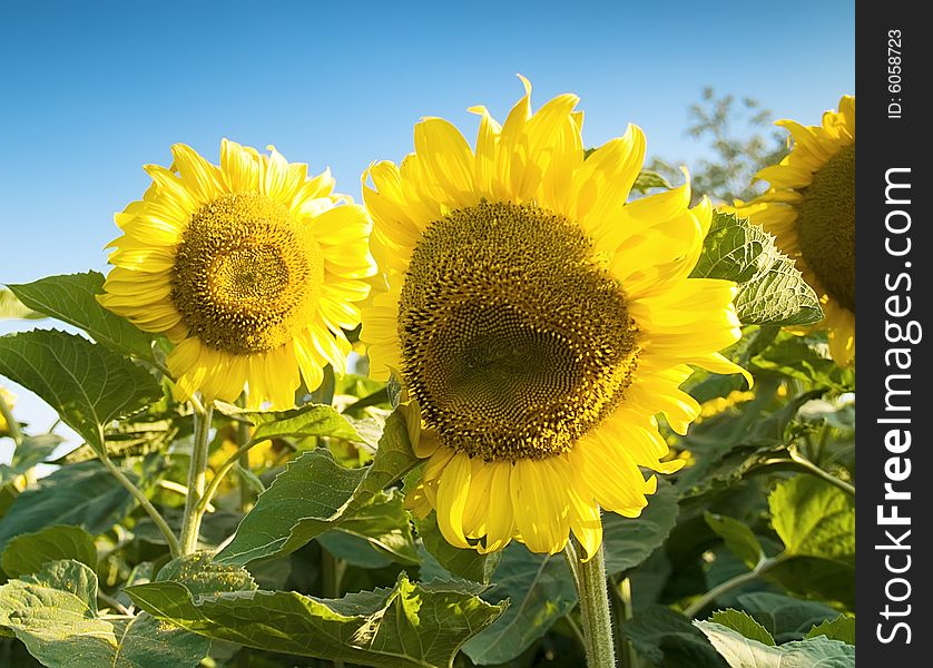Beautiful sunflowers in a sunny day with a beautiful blue sky in the background