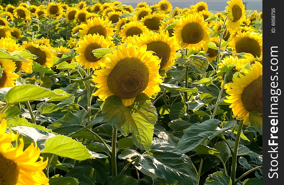 Field of beautiful sunflowers in a sunny day