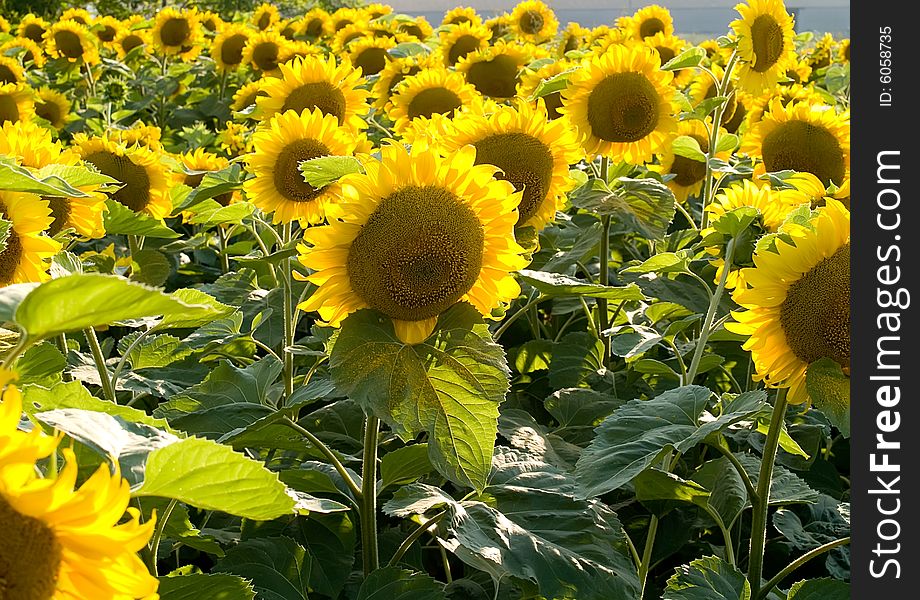 Sunflowers