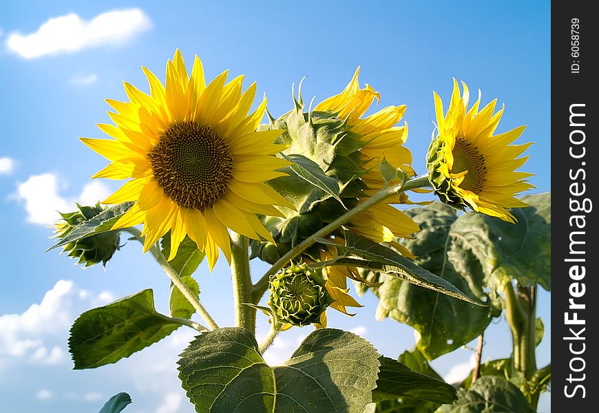 Beautiful sunflowers in a sunny day with a beautiful blue sky in the background