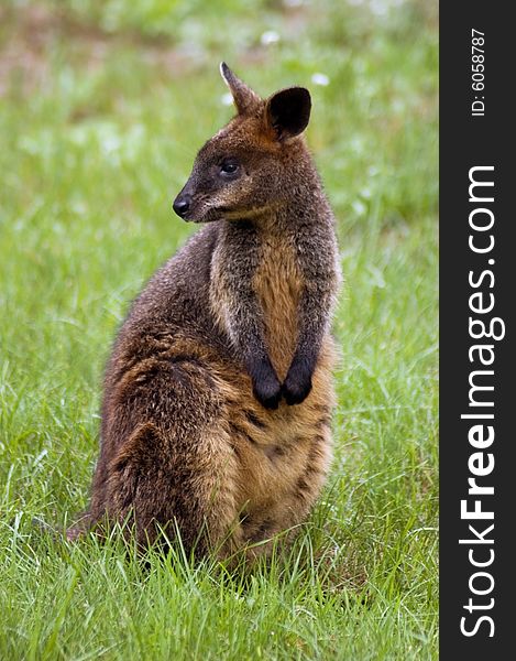 Kangaroo on a green grass