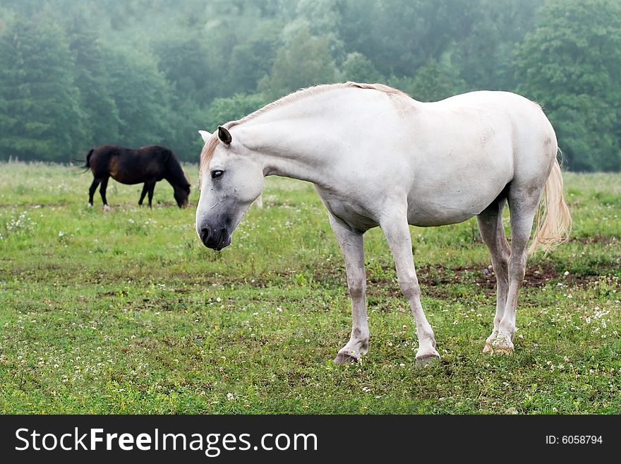 White horses on a grass field