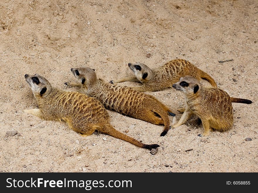 Meercats (suricate) on the sand