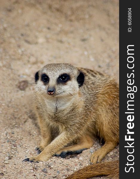 Meercat (suricate) on the sand