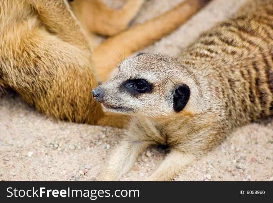 Meercat (suricate) on the sand