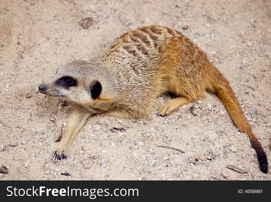 Meercat (suricate) on the sand