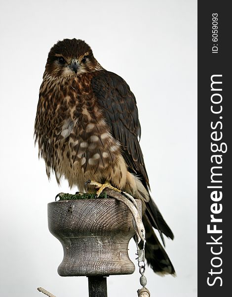 Majestic Merlin - Bird of Prey