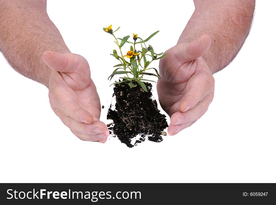 Small seedling flower ready for planting