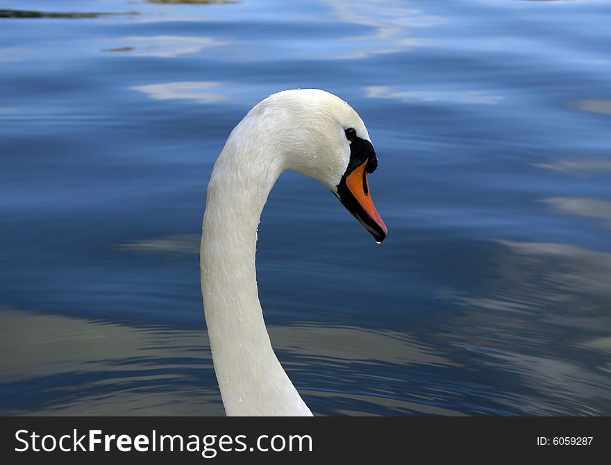 Swan1 - Droplet On Beak