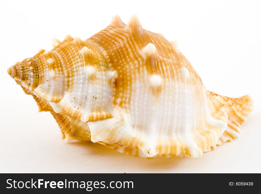 Detail of a conch on the white background