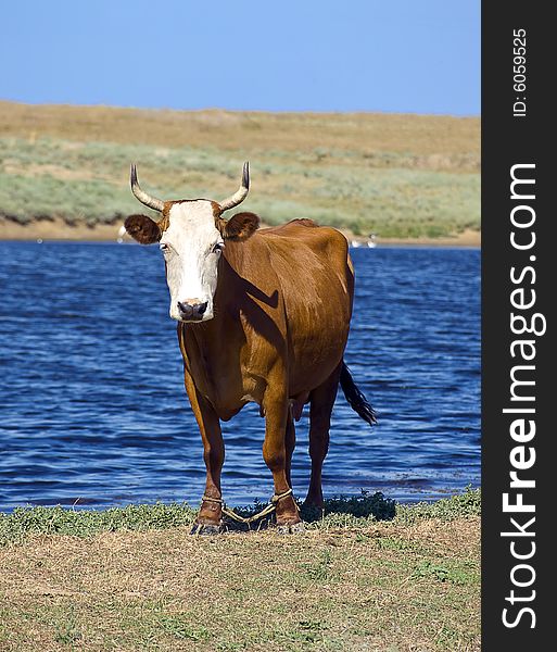 A brown horned cow near the blue pond. A brown horned cow near the blue pond