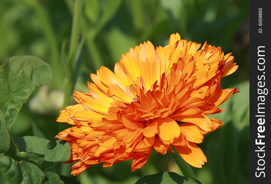 Beautiful background with orange flower. Beautiful background with orange flower