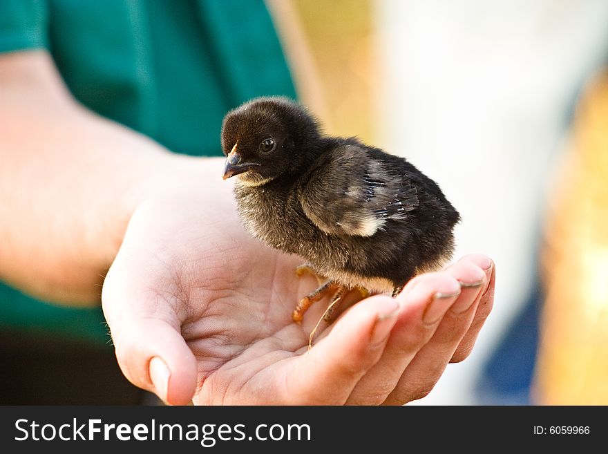 Young baby chicken sitting and someones hand