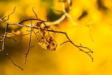 Golden Dry Leaves Royalty Free Stock Photos
