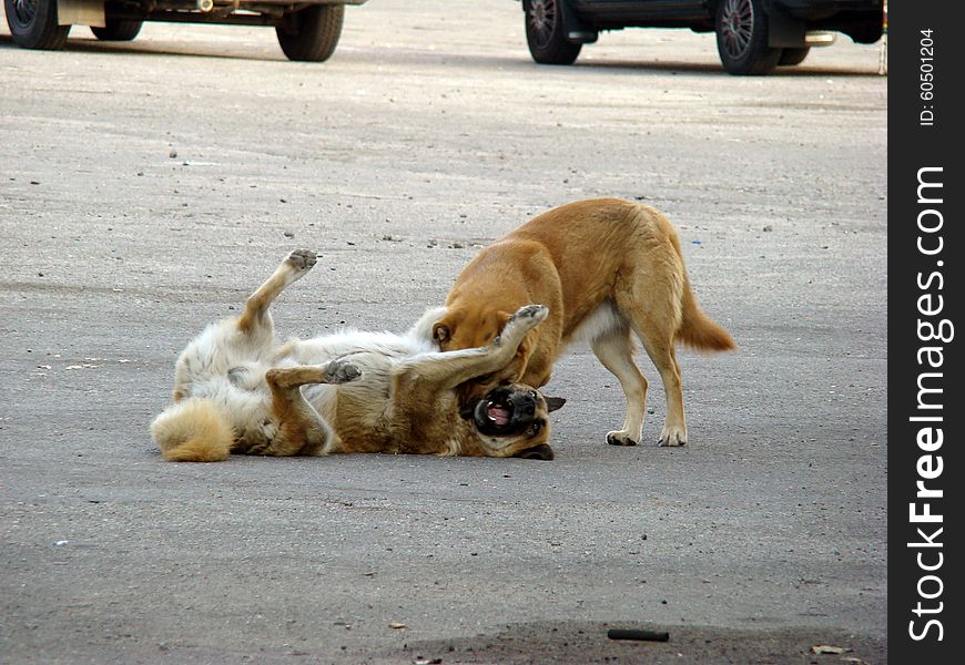 Homeless dog playing on the street