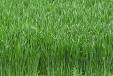 Growing For Harvest Time Royalty Free Stock Images Growing For Harvest Time Royalty Free Stock Images