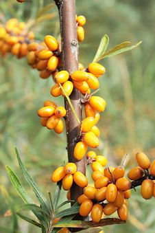 Sea-buckthorn Berries Royalty Free Stock Images Sea-buckthorn Berries Royalty Free Stock Images