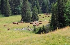 Grazing Cows Stock Photos Grazing Cows Stock Photos