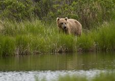 Brown Bear Looking For Salmon In Brooks River Royalty Free Stock Photo