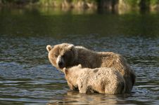 Brown Bear Sow Protecting Her Cub Stock Photography Brown Bear Sow Protecting Her Cub Stock Photography
