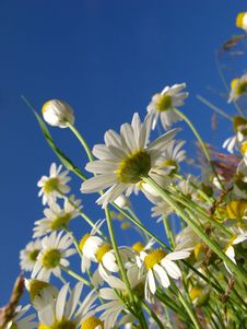 Camomile Royalty Free Stock Photography