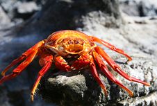 Dead Crab Stock Images