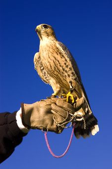 Falcon And Handler Royalty Free Stock Photography Falcon And Handler Royalty Free Stock Photography