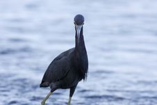 Little Blue Heron Stock Images Little Blue Heron Stock Images