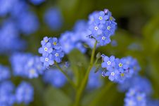 Forget Me Not Stock Photo Forget Me Not Stock Photo