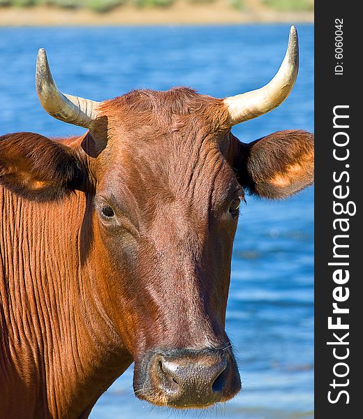 A close-up of the brown horned cow`s head. A close-up of the brown horned cow`s head