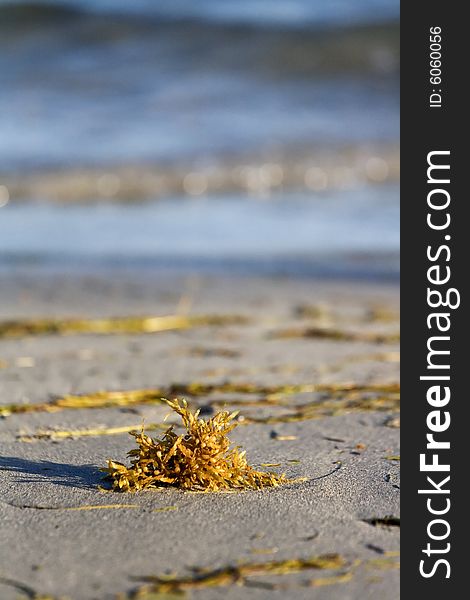 Dried Seaweed On The Sand