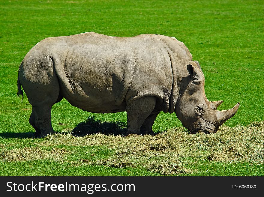 Big hungry rhinoceros eating lots of grass. Big hungry rhinoceros eating lots of grass