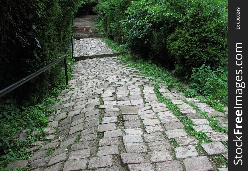 Pathway in a forest with bushes