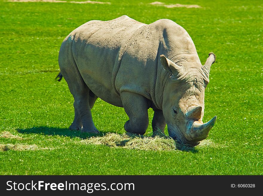 Big  hungry rhinoceros eating lots of grass. Big  hungry rhinoceros eating lots of grass