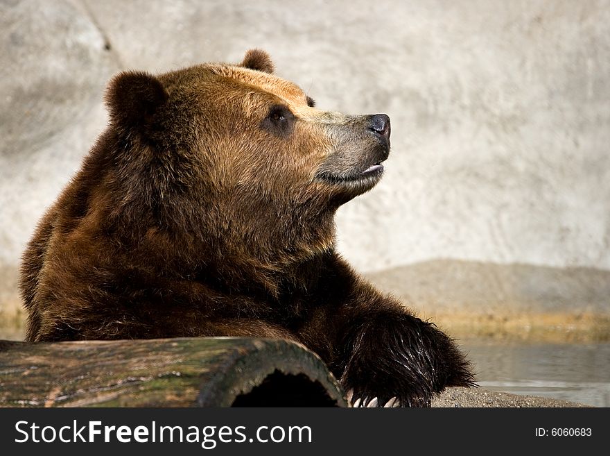 Brown bear looking into the air as if thinking