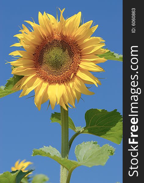 Isolated sunflower on blue sky