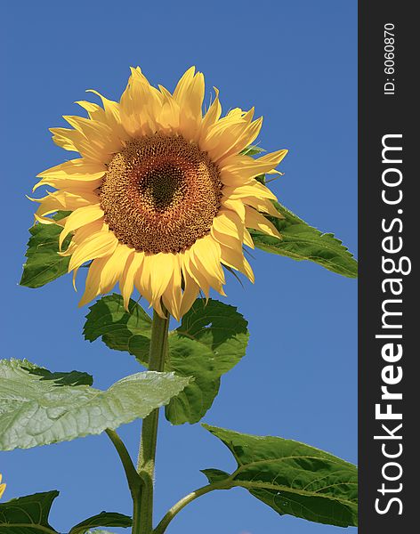 Isolated sunflower on blue sky