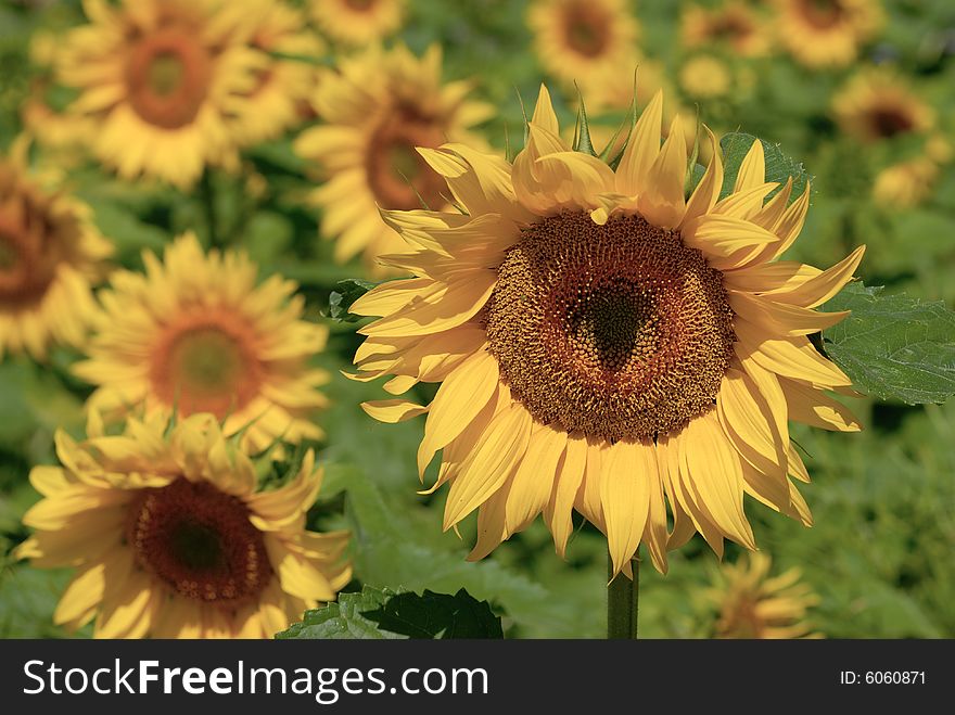 Sunflower in the field with sunshine. Sunflower in the field with sunshine