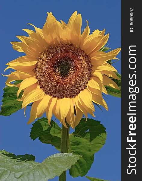 Isolated sunflower in summer time. Isolated sunflower in summer time