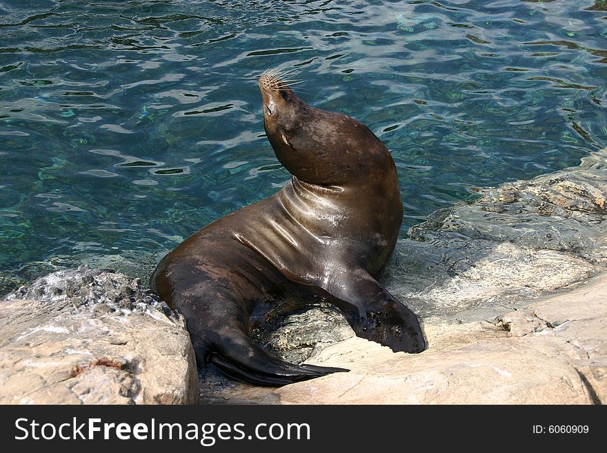 A seal is calling out to other seals while sunning and sitting on the waters edge. A seal is calling out to other seals while sunning and sitting on the waters edge.