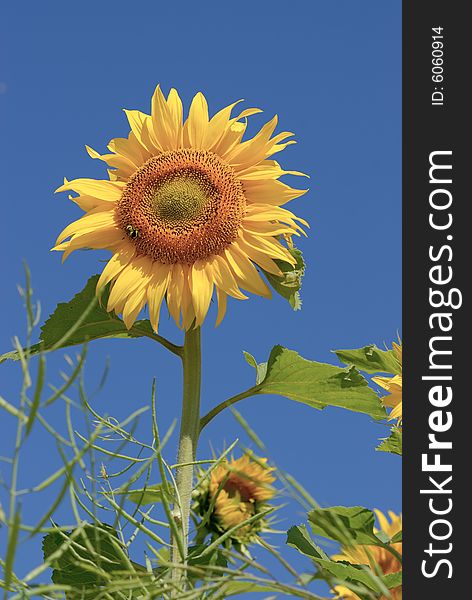 Isolated sunflower on blue sky