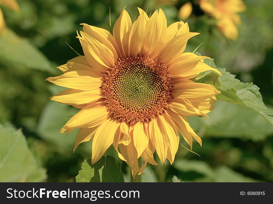 Sunflower in the field with sunshine. Sunflower in the field with sunshine