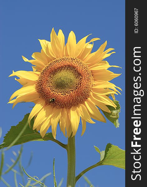 Isolated sunflower on blue sky