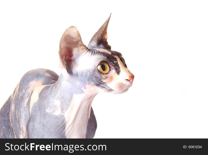 The Canadian sphynx