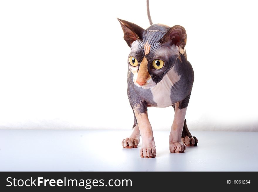 The Canadian sphynx