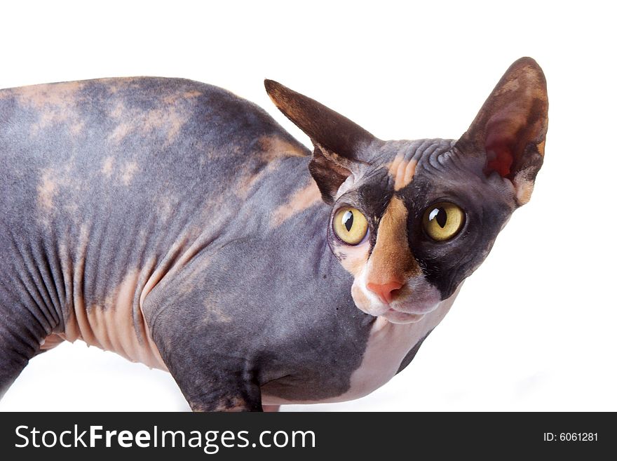 The Canadian sphynx